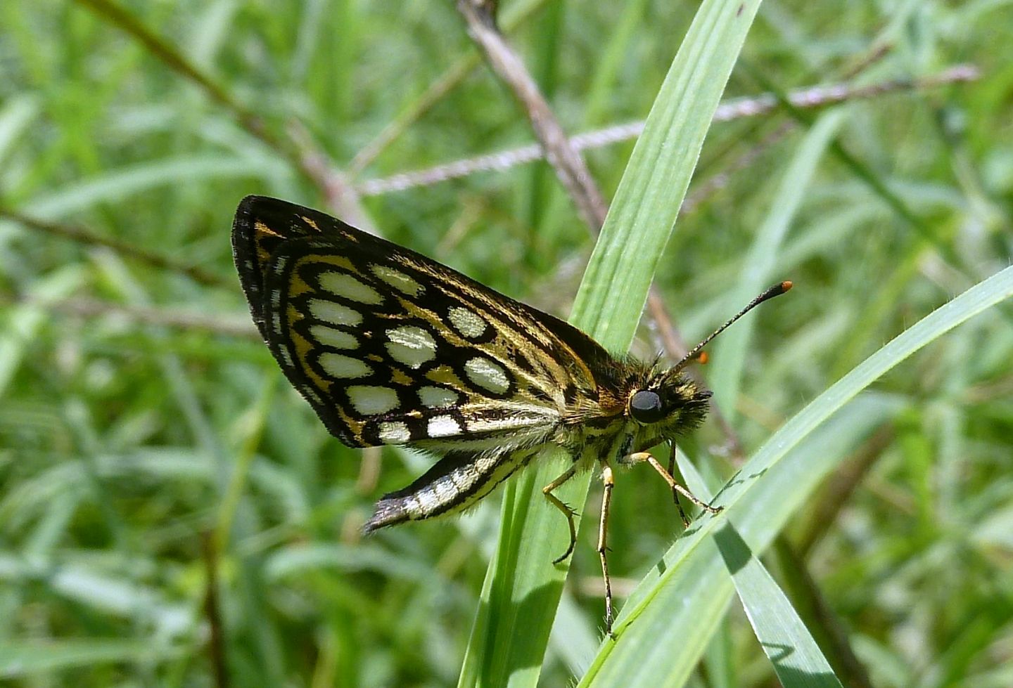 Heteropterus morpheus